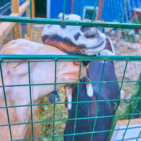 Ow Sargus 4* Władysławowo