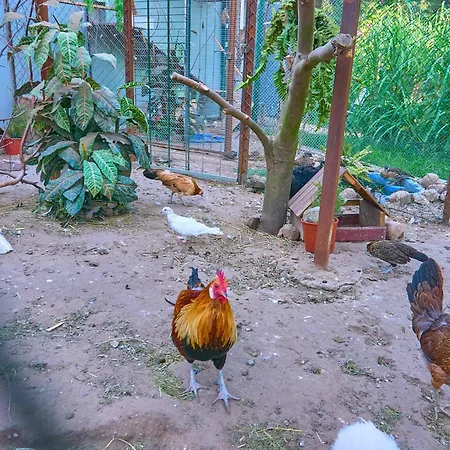 Bed & Breakfast Ow Sargus Wladyslawowo
