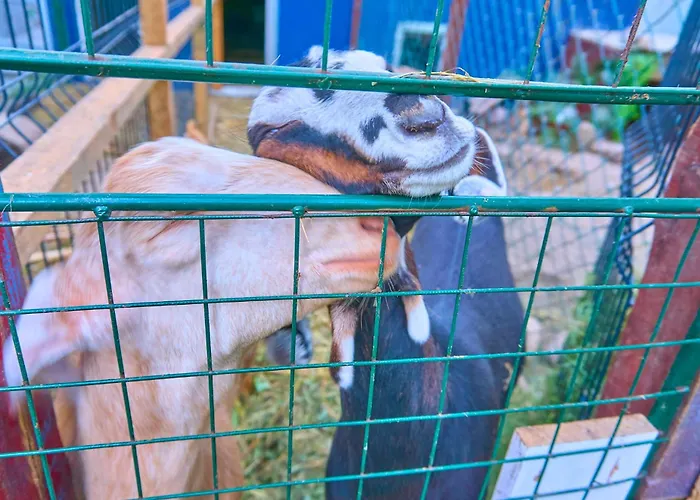 Ow Sargus 4* Władysławowo